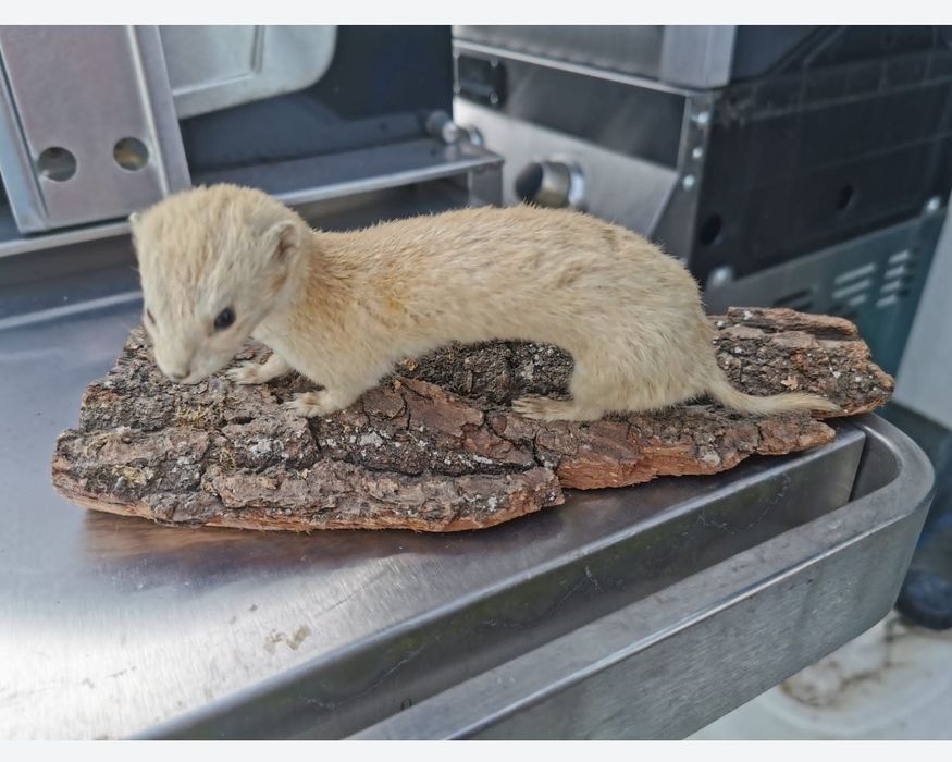 Łasiczka spreparowana