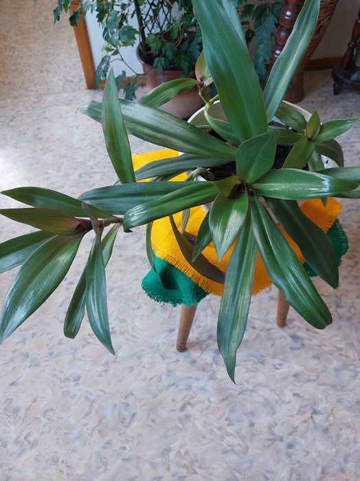 Цветы комнатные.