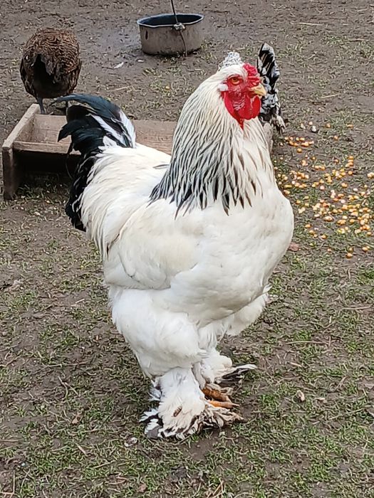 Kurki  Karzelki lapciate, brahma czubatki.goloszyjki