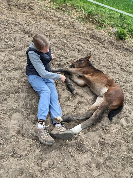 Sprzedam źrebice PKS