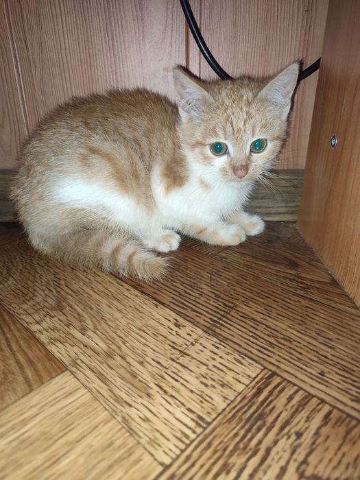 Кошенята в добрі руки