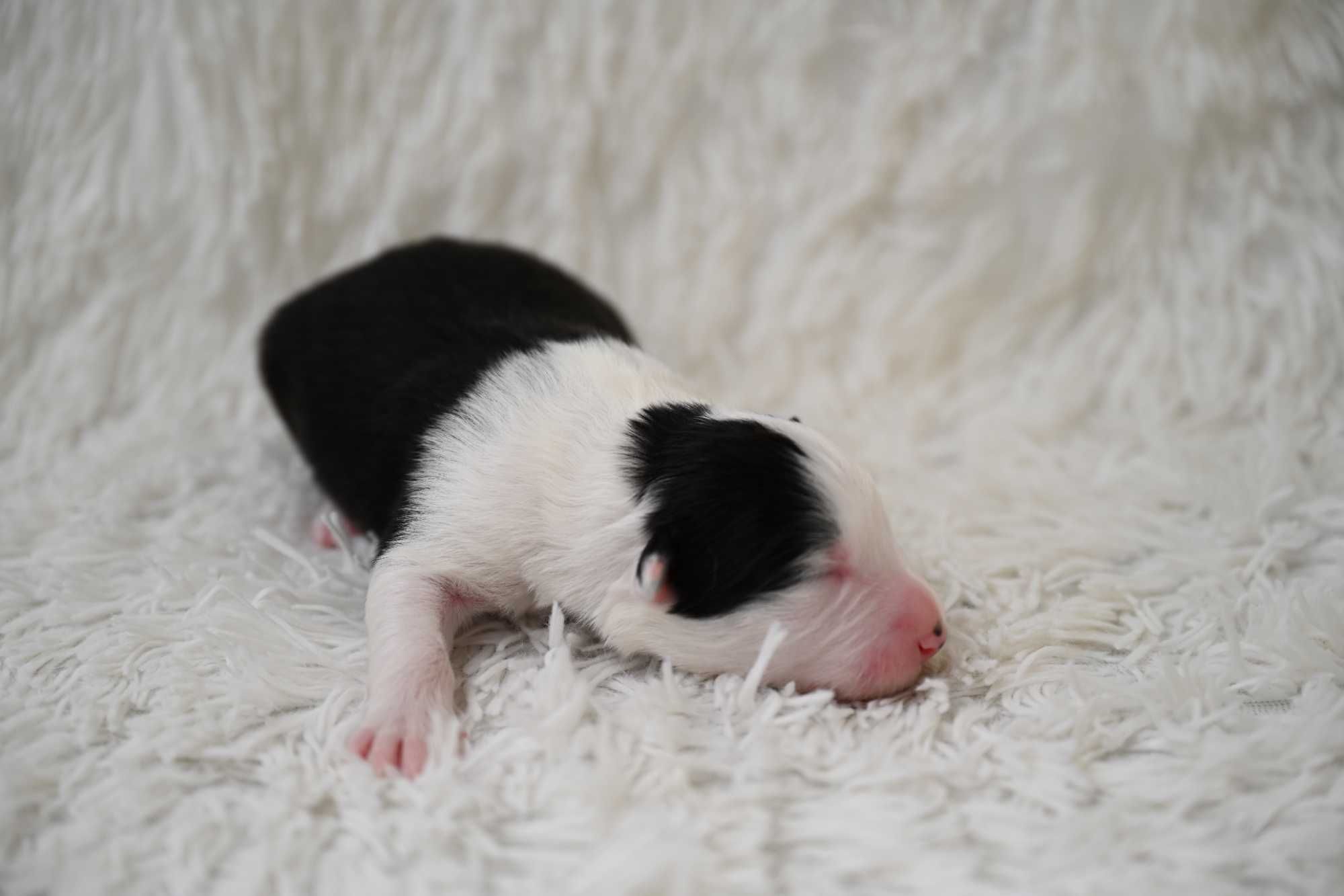 Piesek Border Collie czarno biały ZKwP FCI