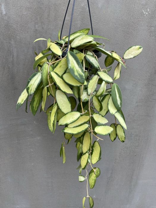 Хойя Hoya різні види