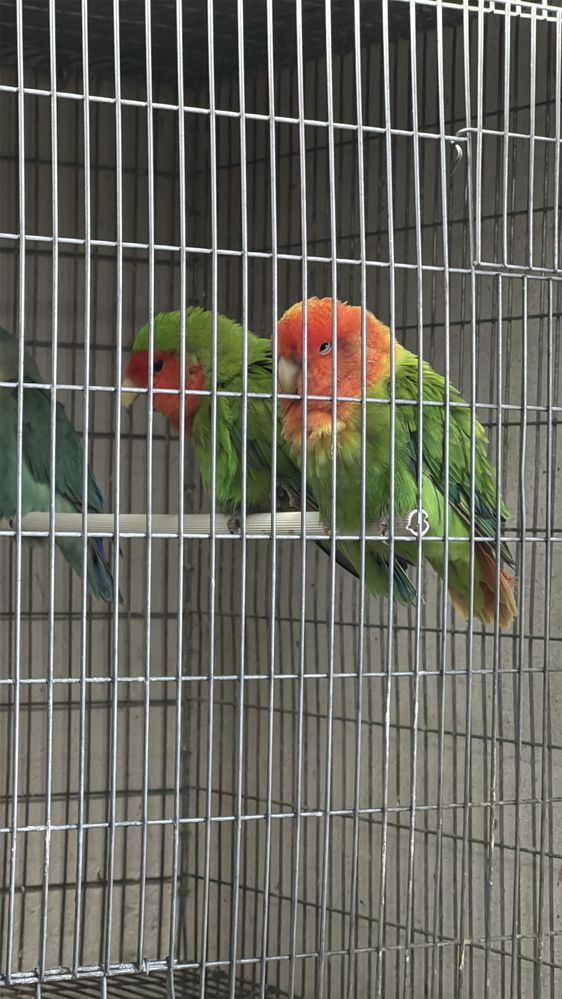 Agapornis roseicollis