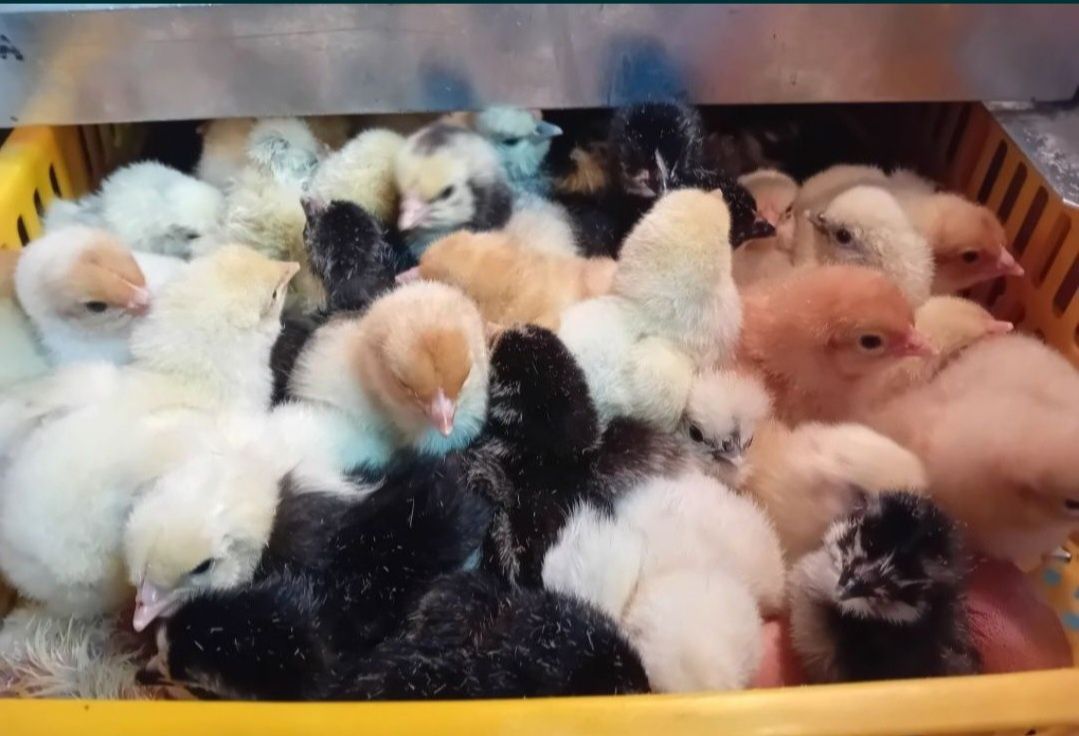 Pisklęta marans, araucana, vorwerk, lakenfelder, silka,wayendotte