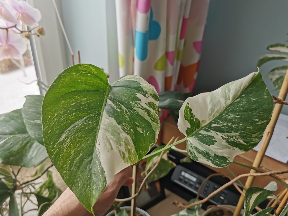 Monstera variegata liście