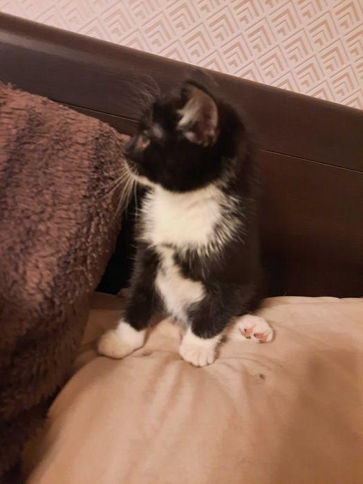 Dwa śliczne małe kotki oddam w dobre ręce