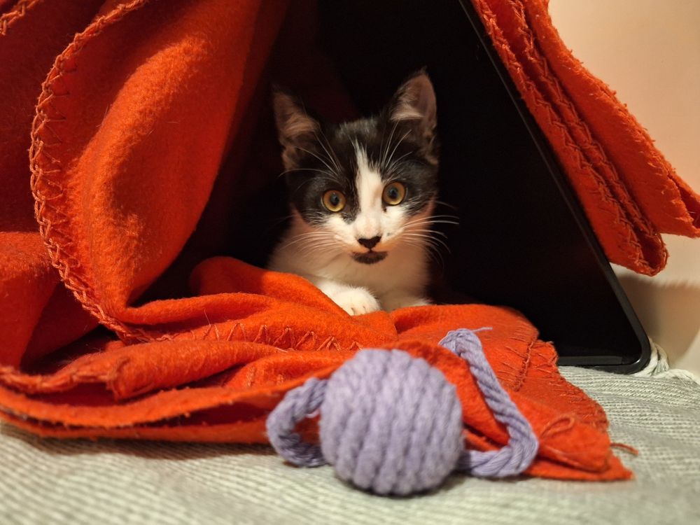 Thor gato 2,5meses para adopcao