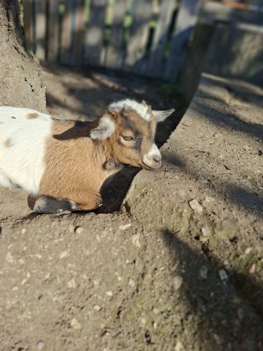 Cabritos anões muito bonitos e bem tratados,  desparasitados