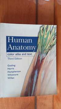 Атлас анатомии на английском языке.Human Anatomy atlas and text
