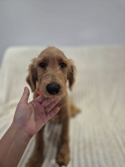 Goldendoodle f1 standard