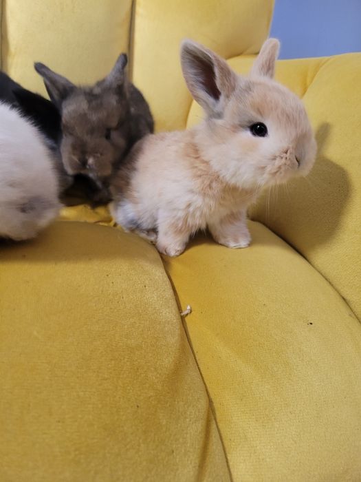 Malutkie króliczki rasy mini lop