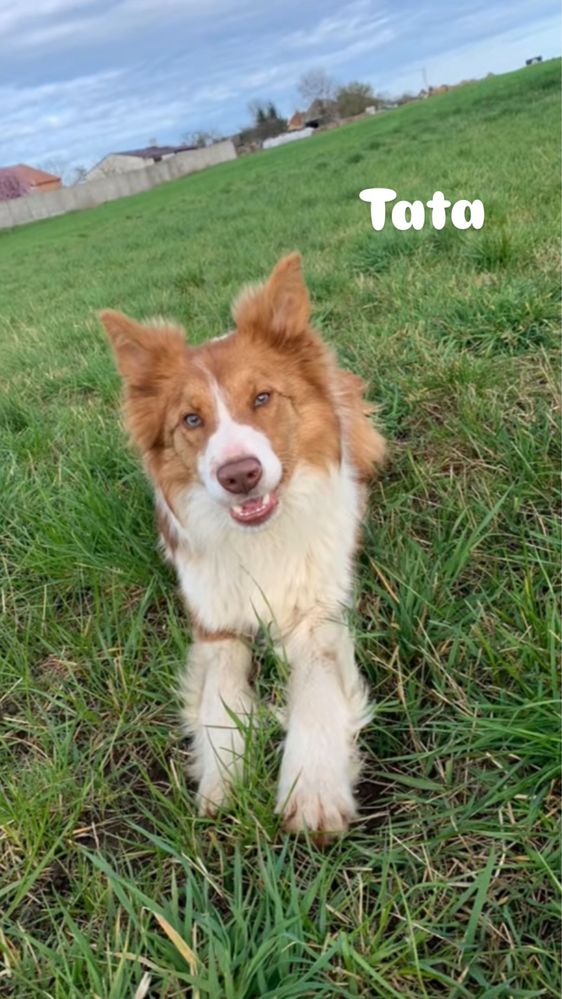 Piesek Border Collie