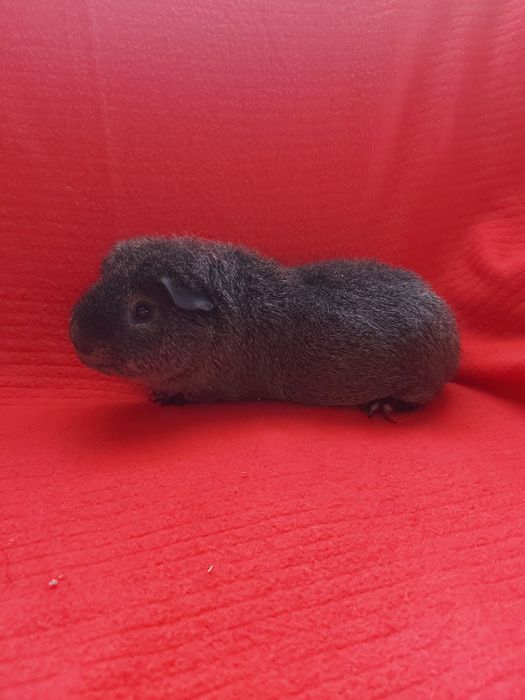 Морська свинка Тедді. Альбінос