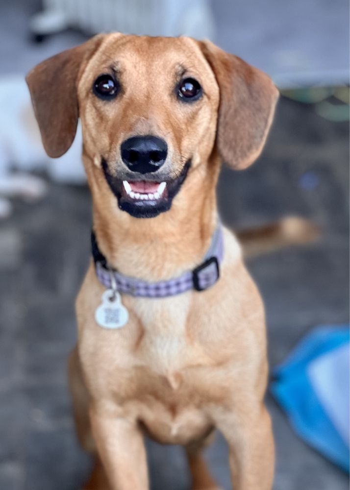 Ok. roczna Zuzia do pilnej adopcji, tak długo czeka na dom!