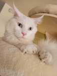 Biały Maine Coon reproduktor FPL