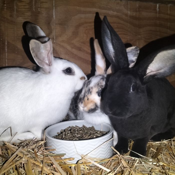 Króliki miniaturki rex trójbarwny