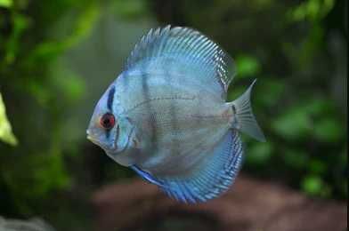 GB DYSKOWCE Paletka Cobalt | Rozmiar "L" 7-8cm - dowóz ryb!
