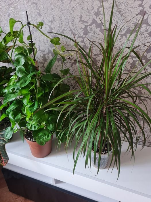 Кімнатні квіти.Драцена висота 85 см