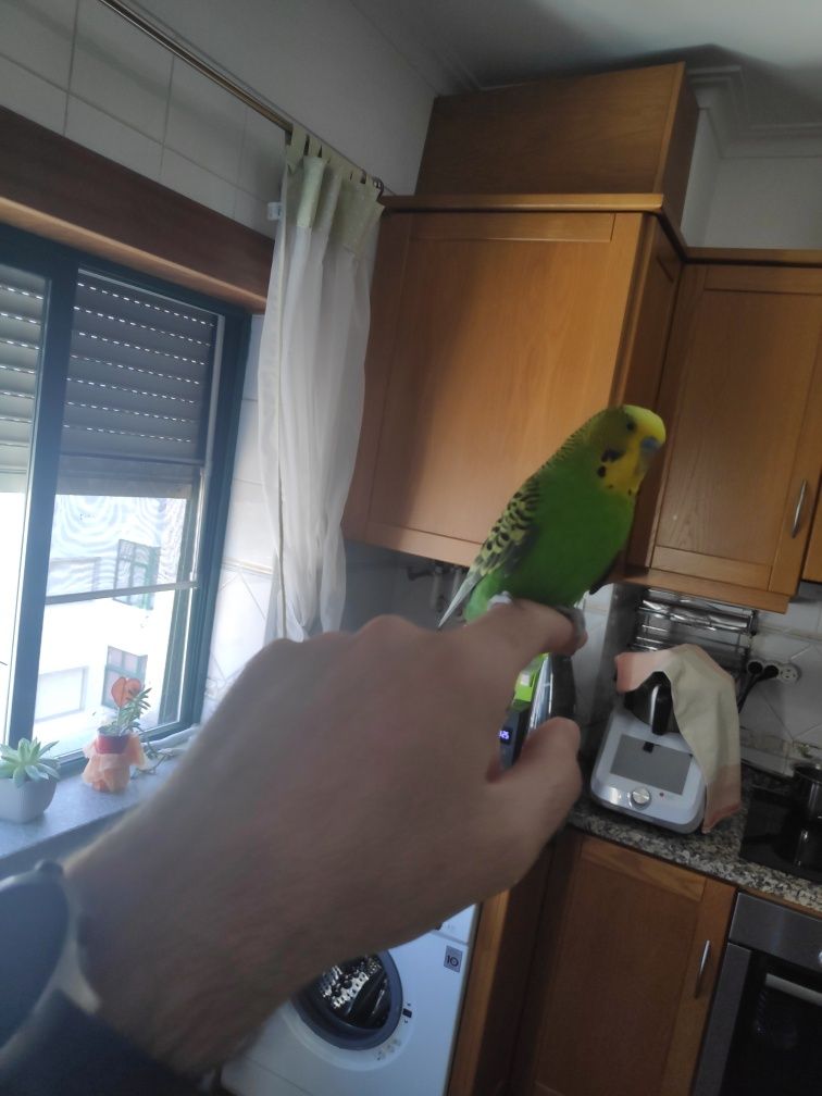 Piriquito com gaiola