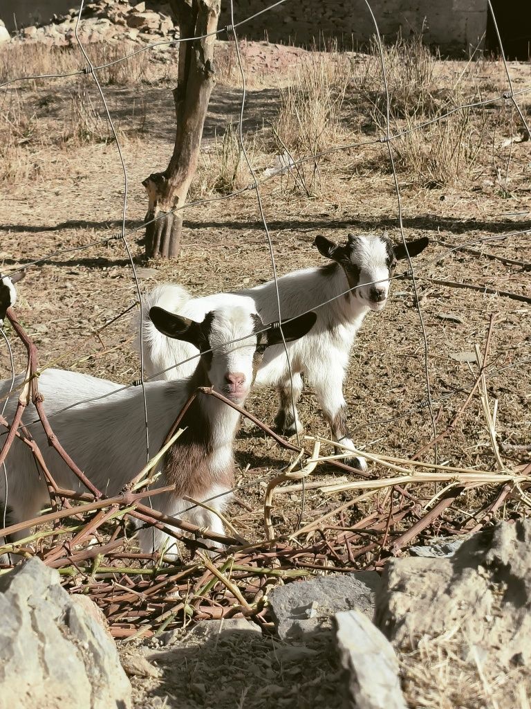 Cabras anãs fêmeas