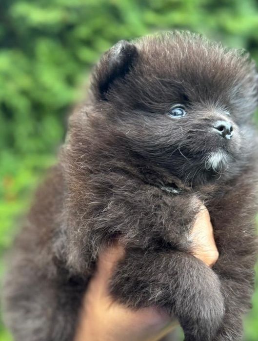 Pomeranian Szpic miniaturowy Piesek