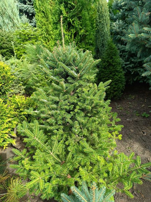 Ялиці -  бальзамічна, біла, інші,  м'яка хвоя від 1,0 до 2,5 метра