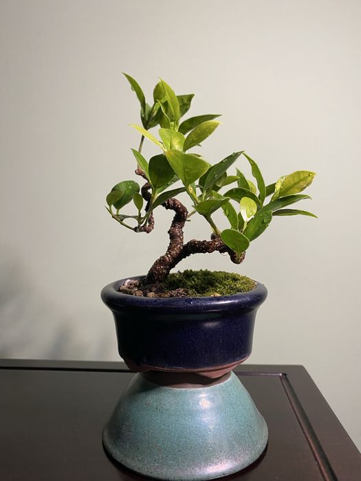 Bonsai Ficus Tigerbark