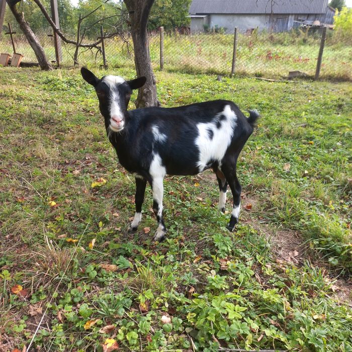 Продається коза молочна