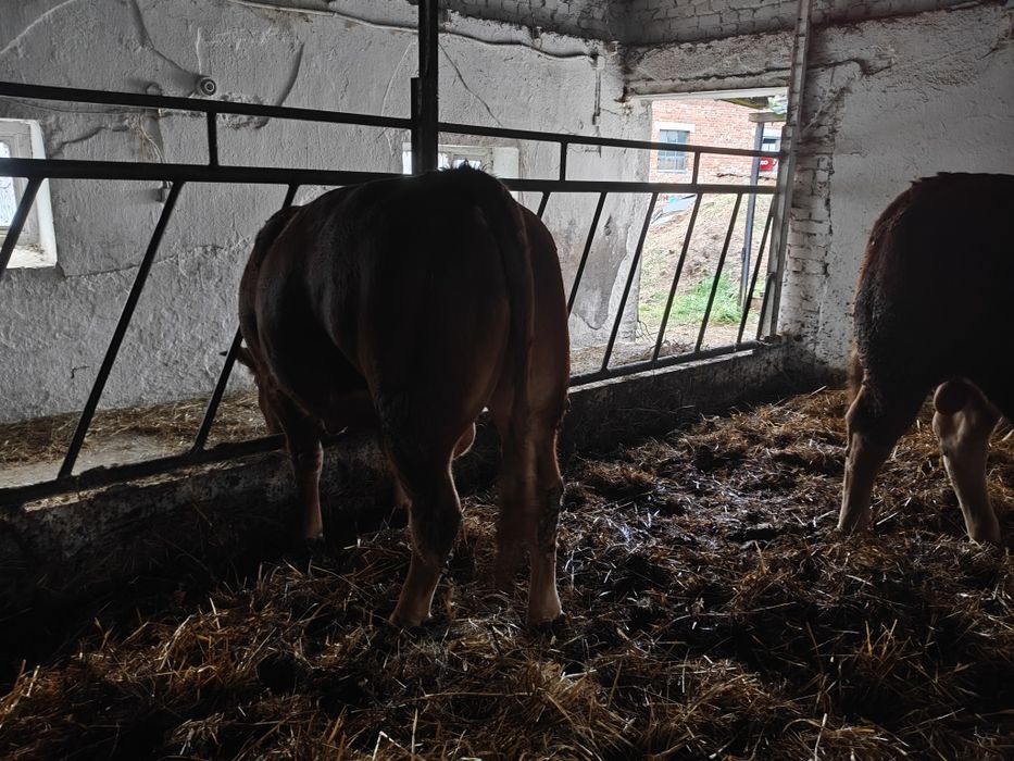 Buchaj limousine 100% lm