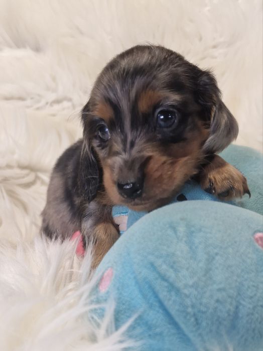 **JASPER **jamnik miniaturowy długowłosy blue merle do rezerwacji