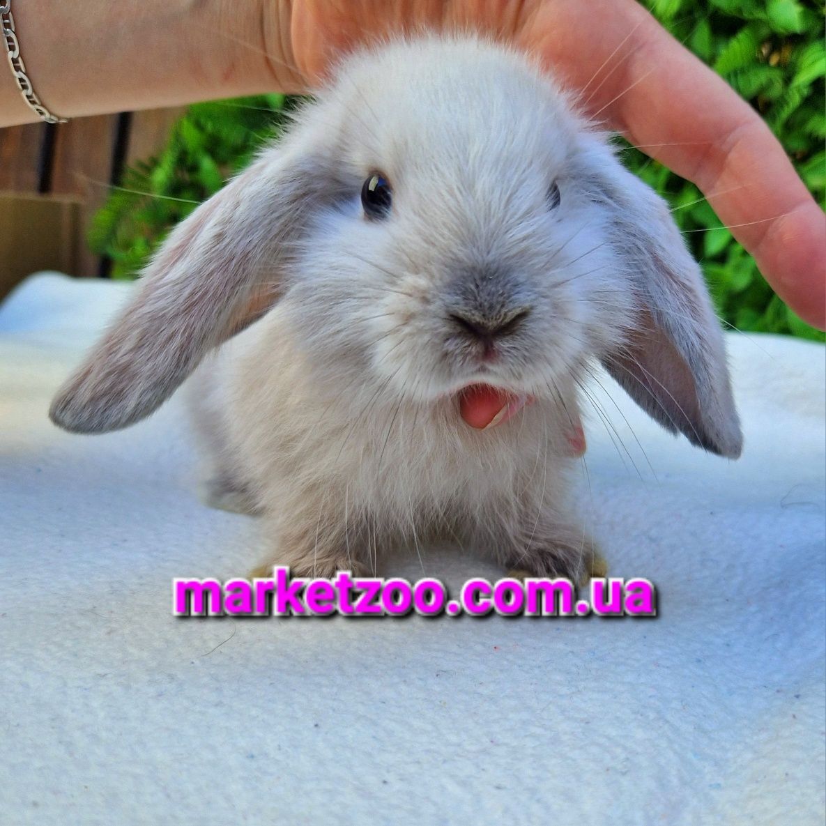 Мини кролик вислоухий баранчик mini lop сиамский карликовые кролики