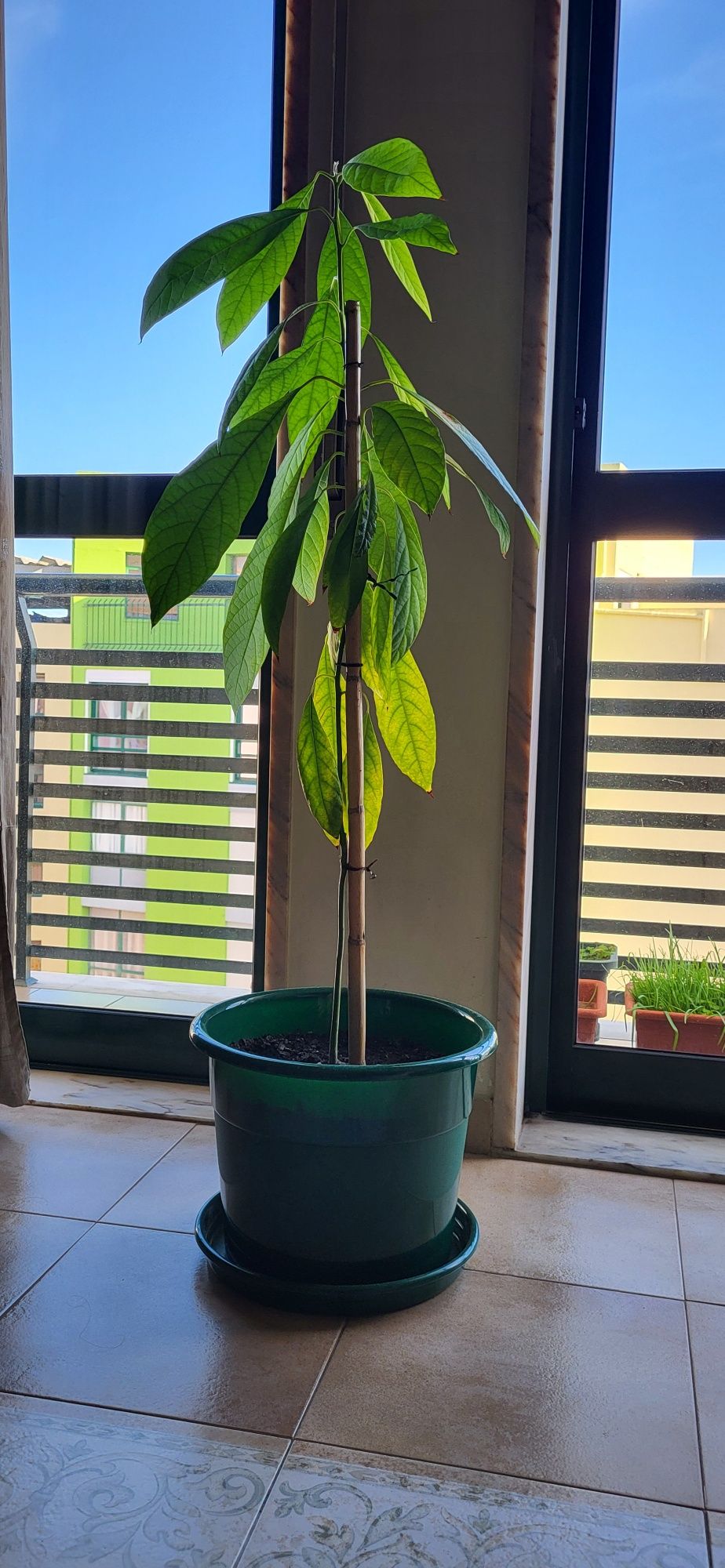 Planta Abacate com 96cm