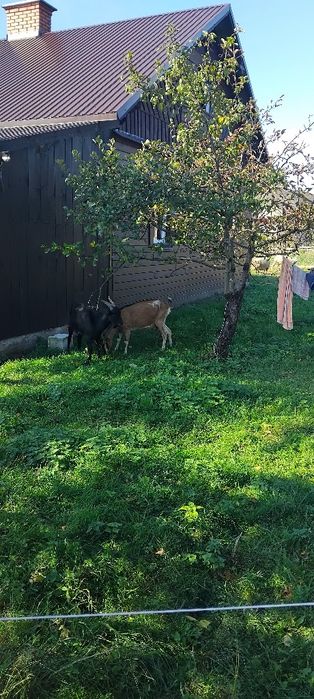 Sprzedam koze i koziołka 8 miesięcznego