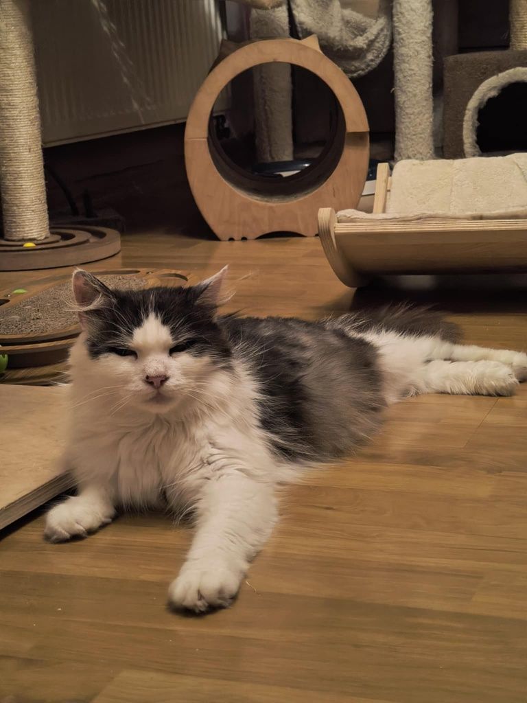 Piękna długowłosa kotka do adopcji