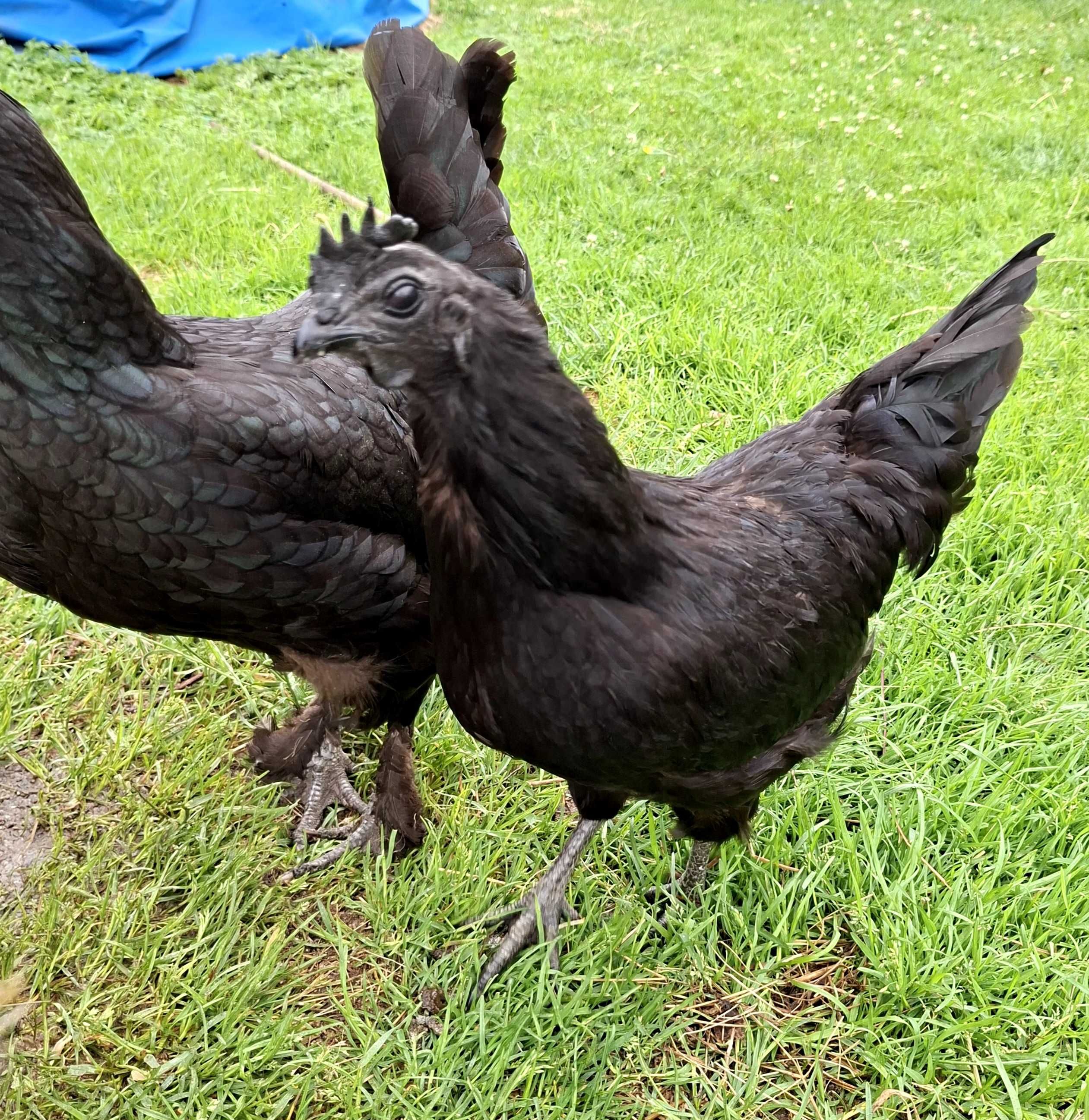 Para ayam cemani