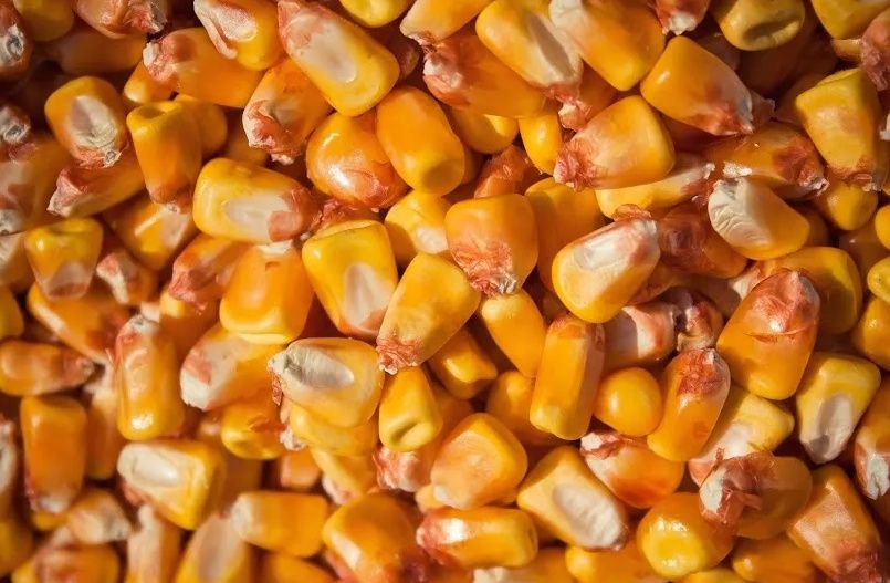 Кукурудза зерно 2023, суха, можлива доставка