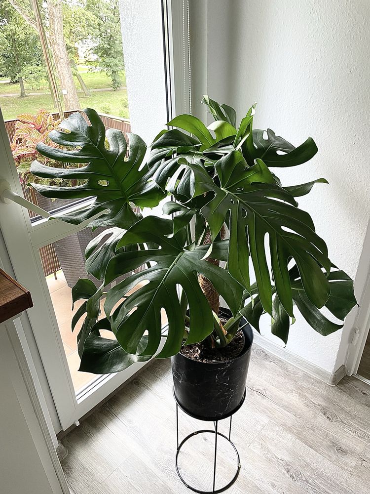 Monstera Deliciosa ( big form )