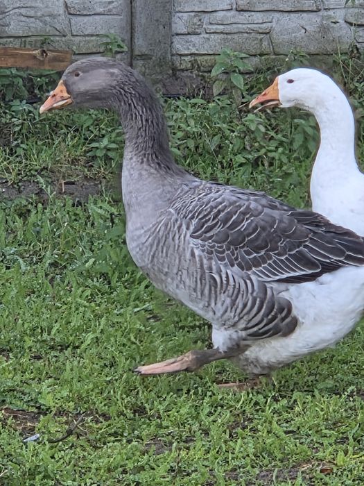 Gęsi landes tegoroczne