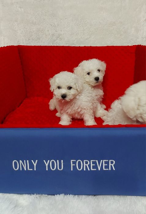 Bichon frise prześliczny piesek z rodowodem gotowy do odbioru