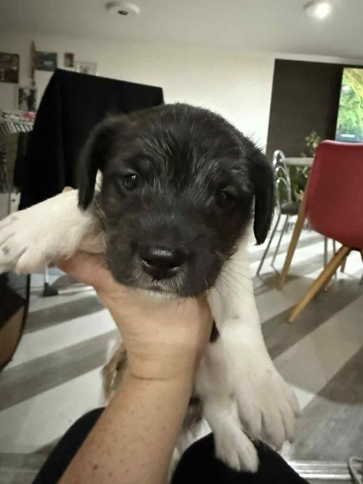 Dwa szczeniaczki szukają domku .