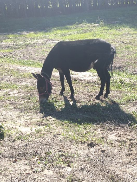Vendo macho anão