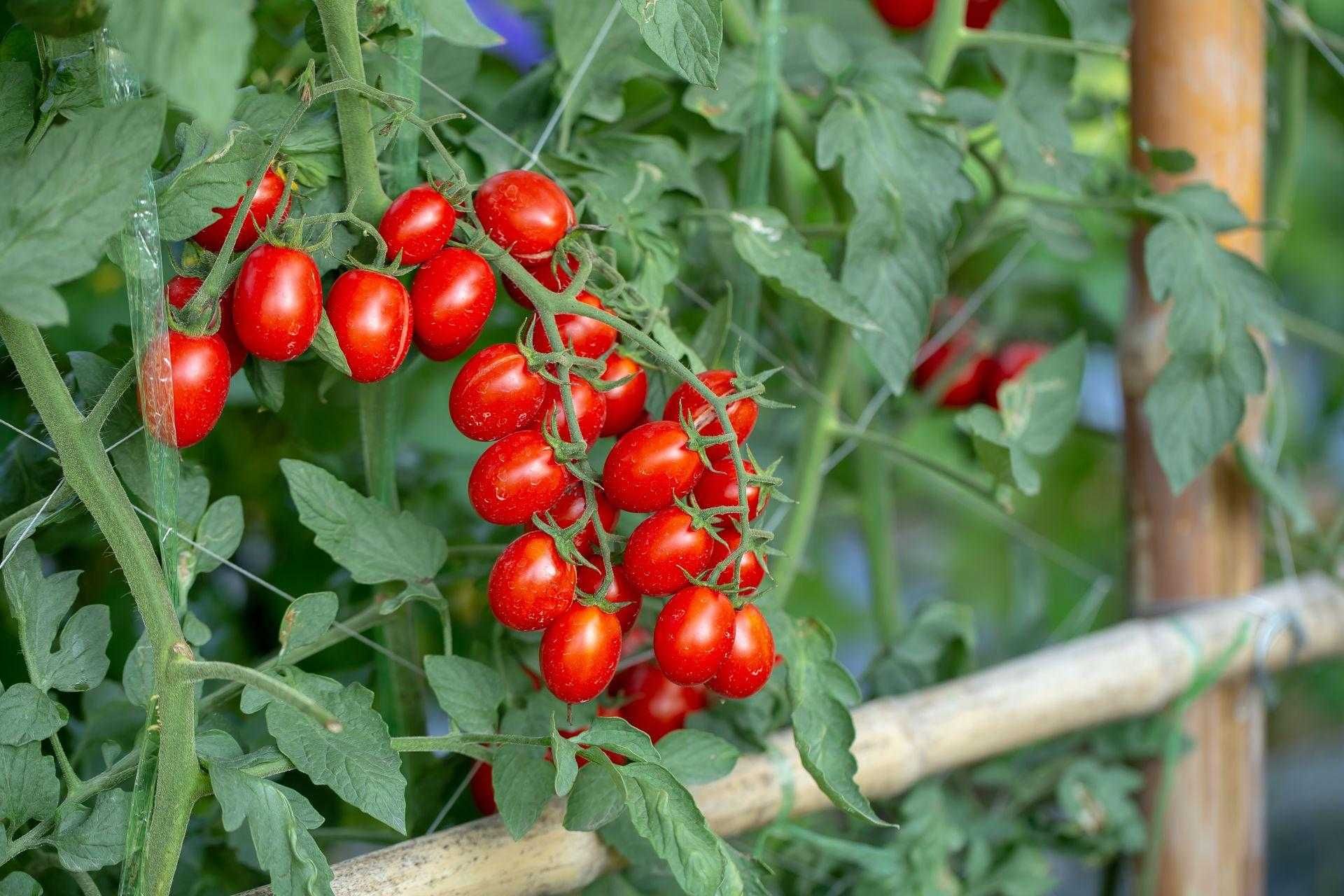 Pomidory koktajlowe - rozsady Flora Szczecin
