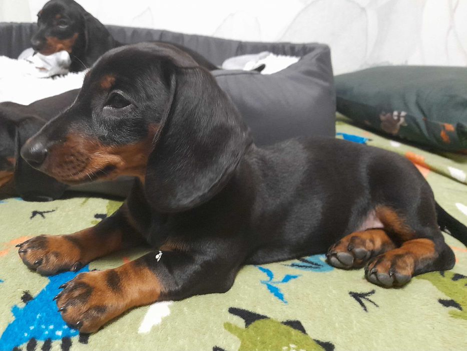 Jamnik krótkowłosy piesek