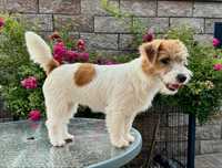 Jack russell terrier FCI ZKWP suka