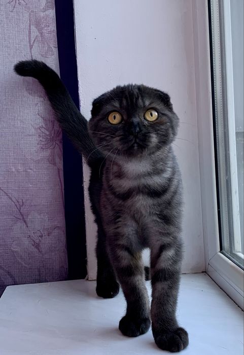 Шотландский вислоухий котик