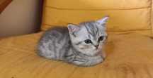 Gato British Shorthair