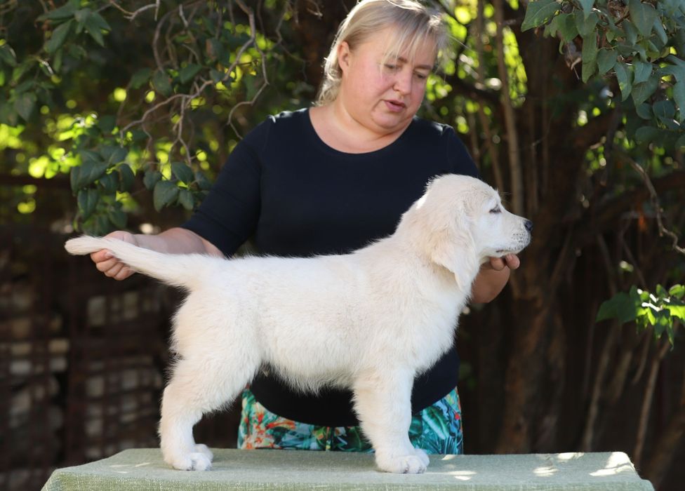 Цуценята золотистого ретривера