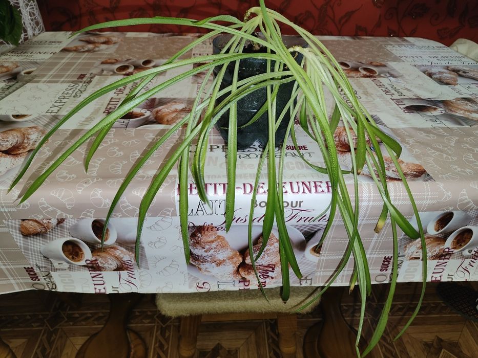 Продам комнатное растение Хлорофитум