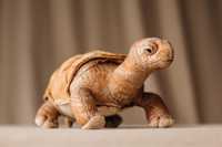 Черепаха Галапагосская мягкая игрушка